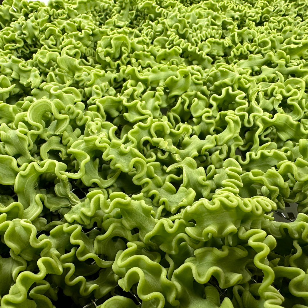 Pappardelle Undulate {Piccolo} - Spinach & Egg (Dried)