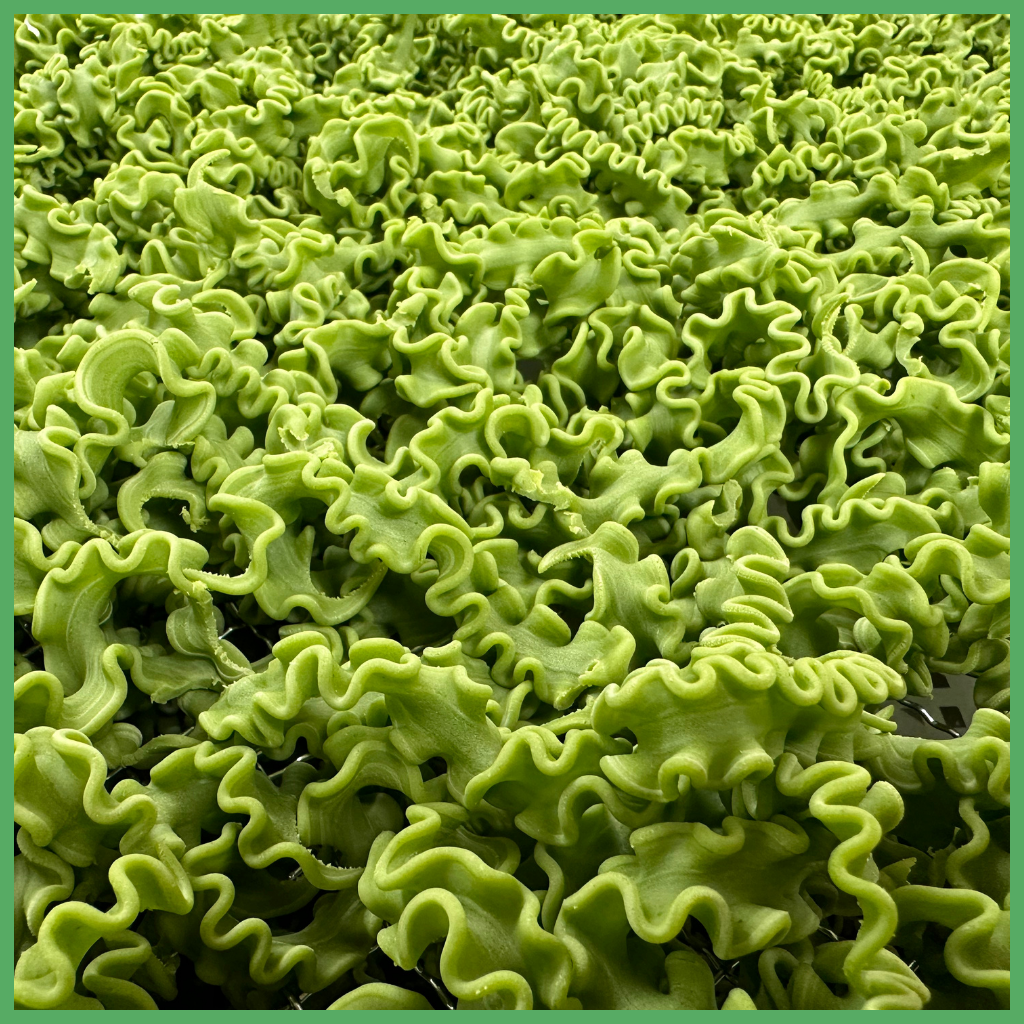 Pappardelle Undulate {Medio} - Spinach Vegan (Frozen)